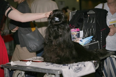 du temple des Mandarins - christopher world dog  show 2013