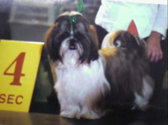 Your'rush From Audrey's Paradise