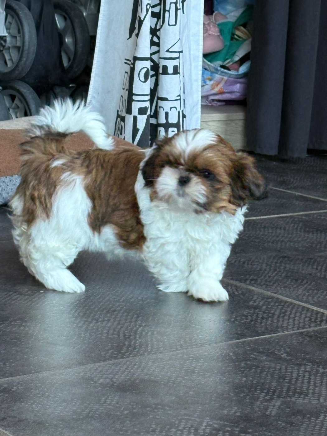 Anastasia Queen née le 4 décembre 2025