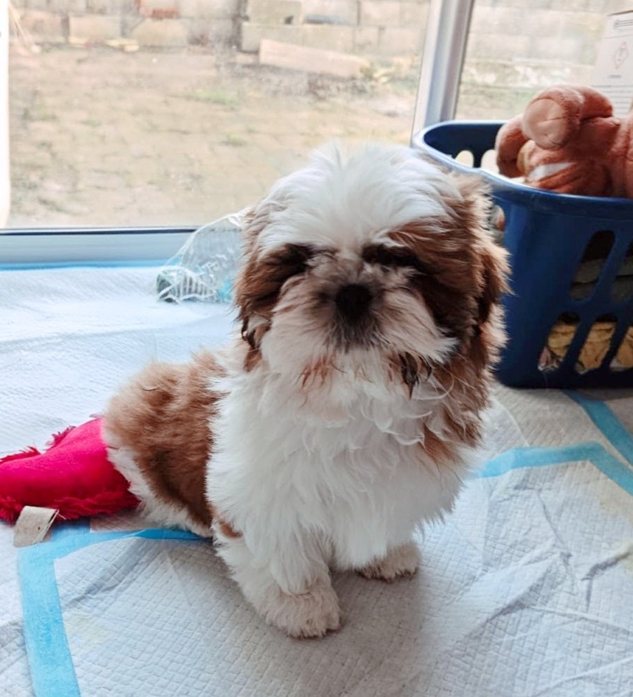 Amazing love disponible