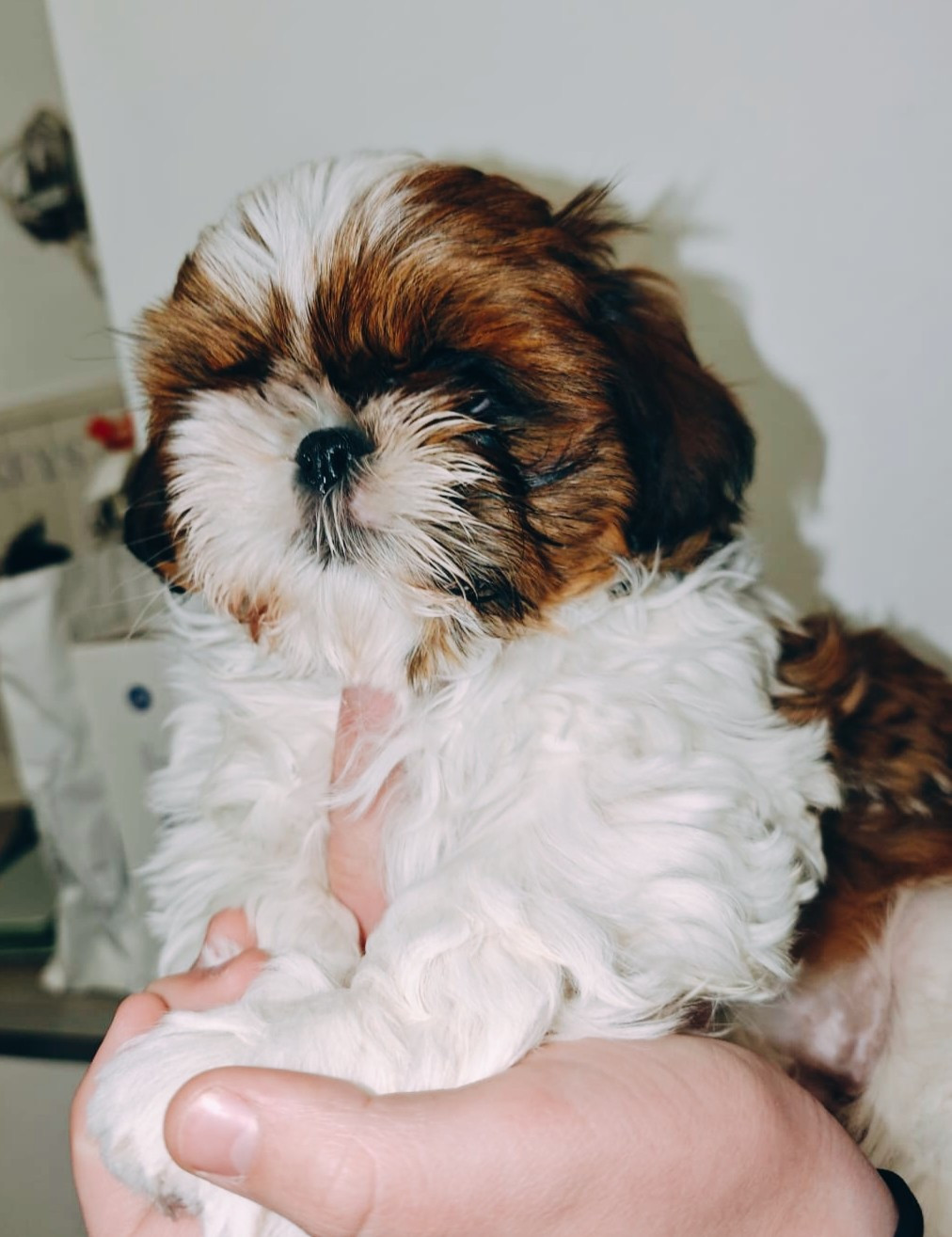 Disponible Anastasia Queen