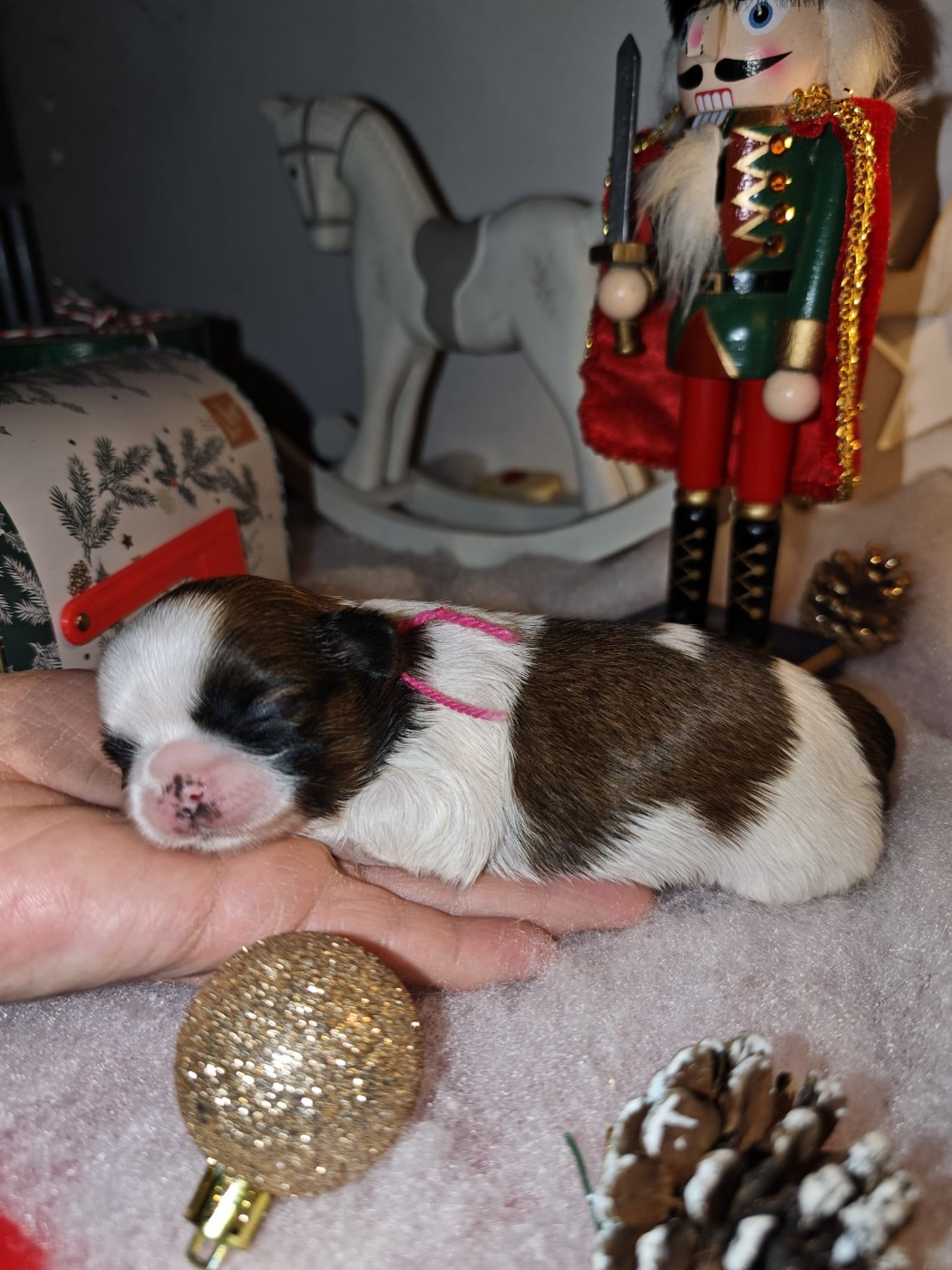 du temple des Mandarins - Chiots disponibles - Shih Tzu