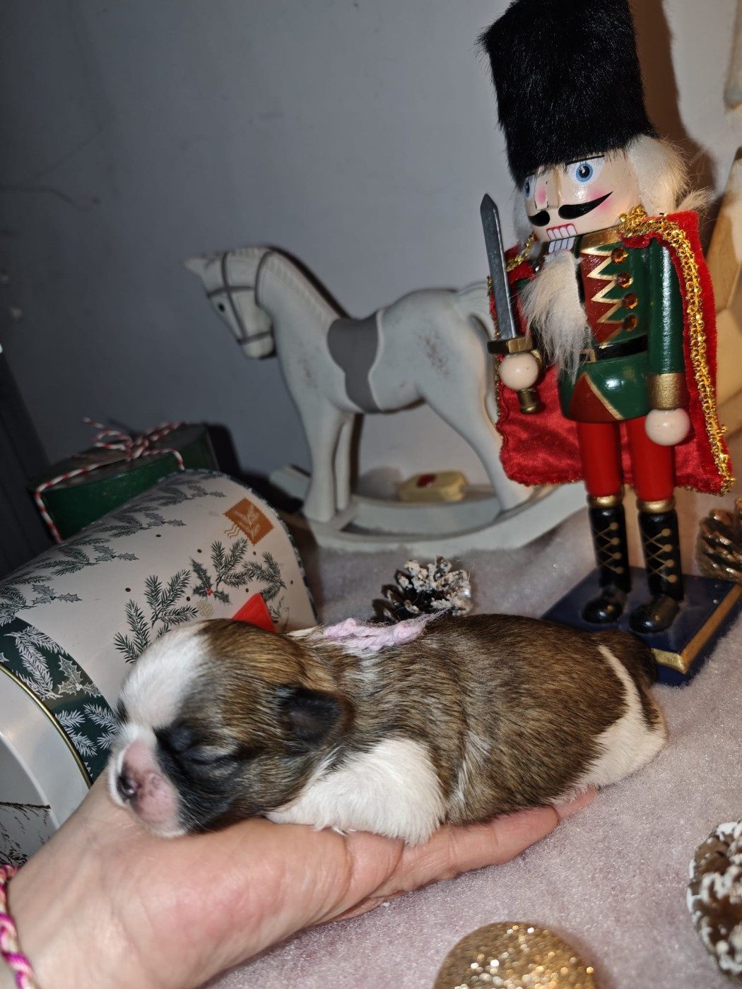 du temple des Mandarins - Chiots disponibles - Shih Tzu