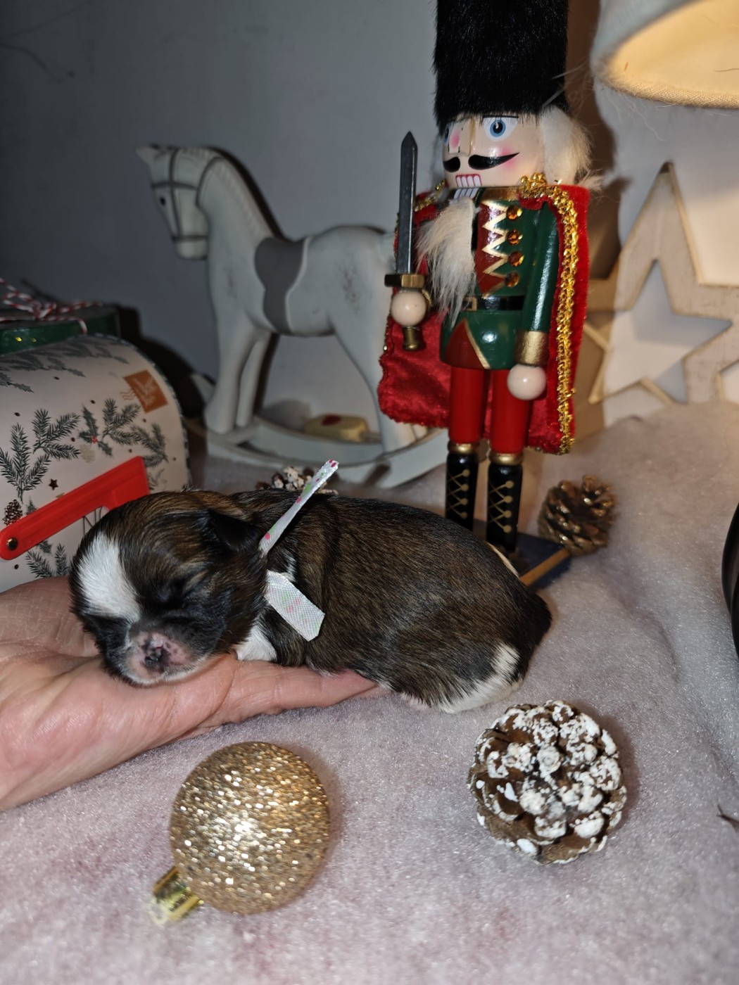 du temple des Mandarins - Chiots disponibles - Shih Tzu