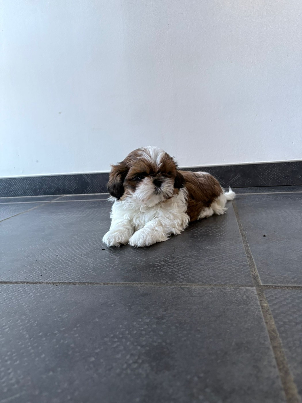 du temple des Mandarins - Chiots disponibles - Shih Tzu