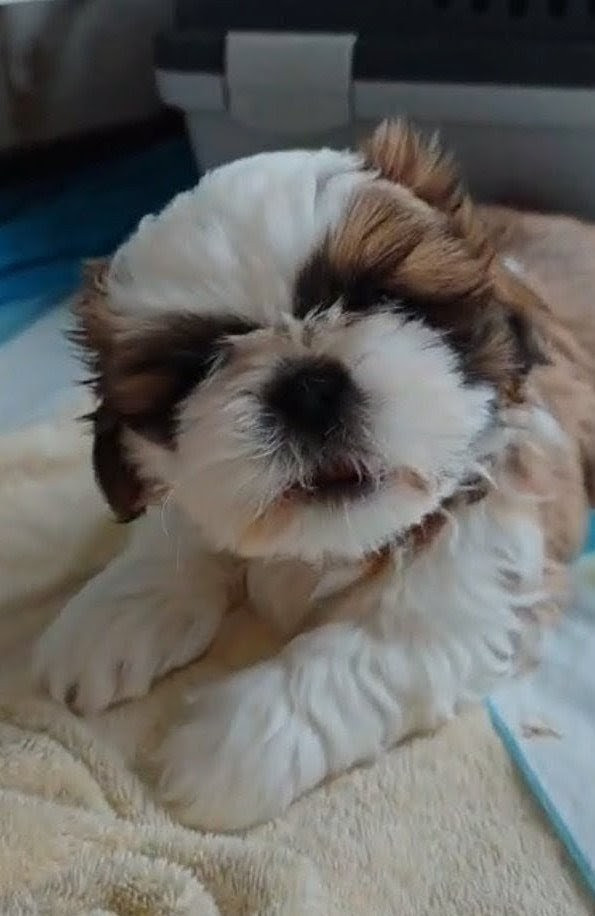 du temple des Mandarins - Chiots disponibles - Shih Tzu