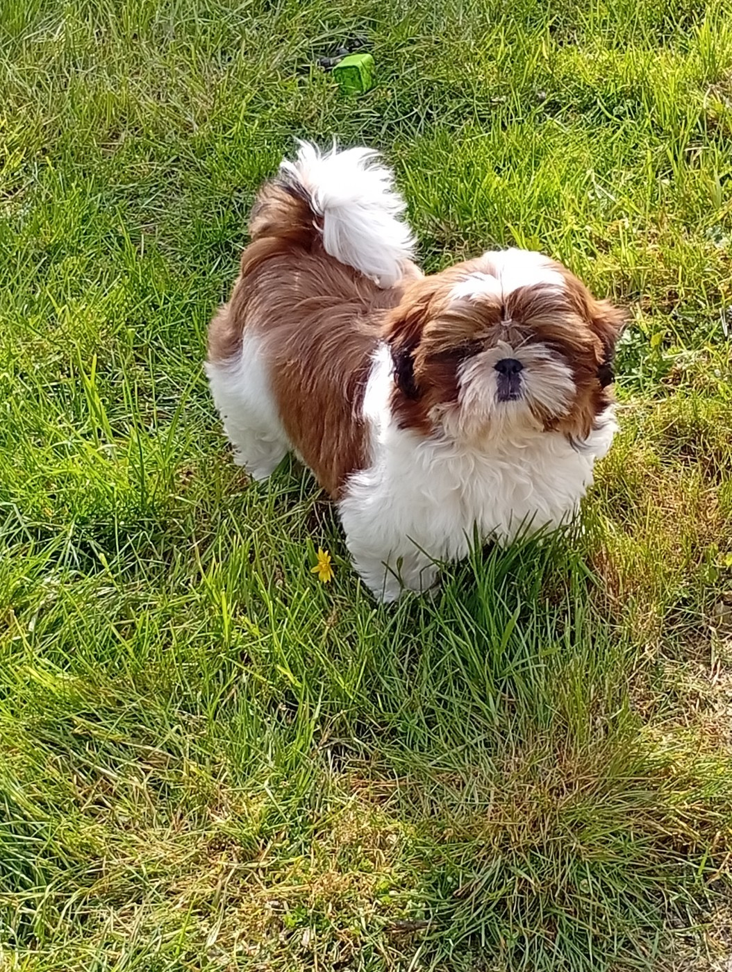 du temple des Mandarins - Chiots disponibles - Shih Tzu