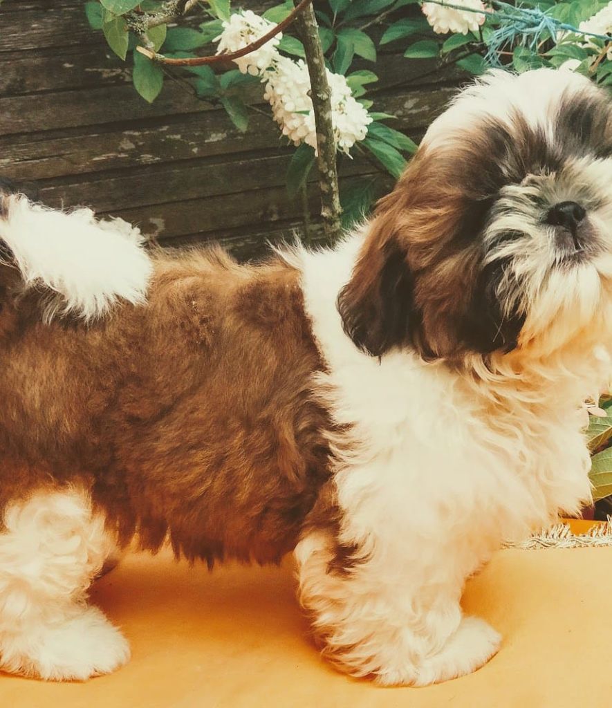du temple des Mandarins - Chiots disponibles - Shih Tzu