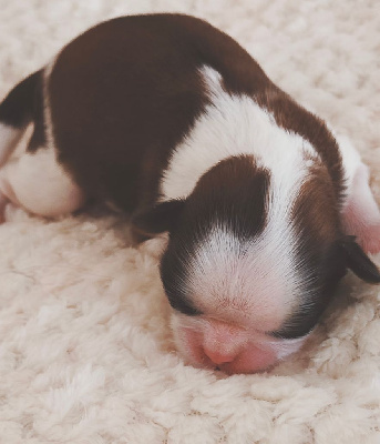 CHIOT 1