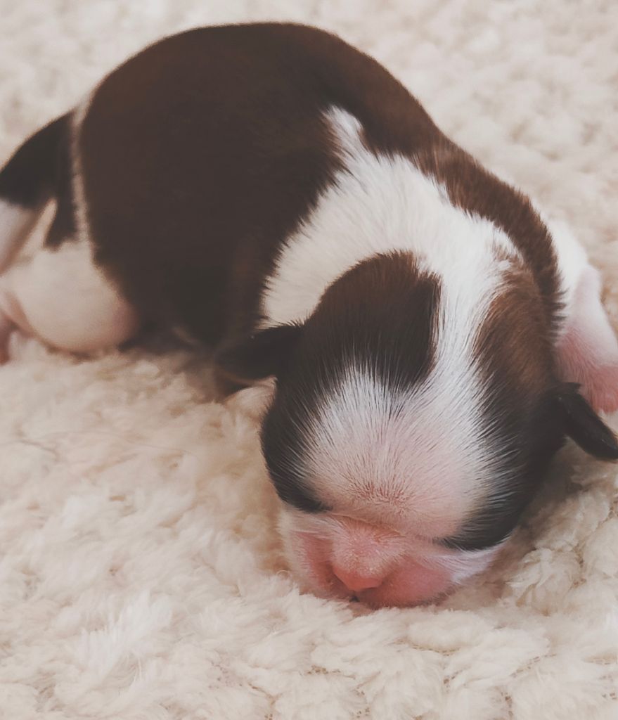 du temple des Mandarins - Chiots disponibles - Shih Tzu