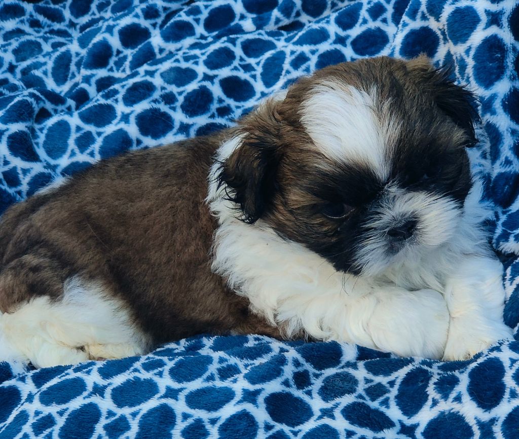 du temple des Mandarins - Chiots disponibles - Shih Tzu