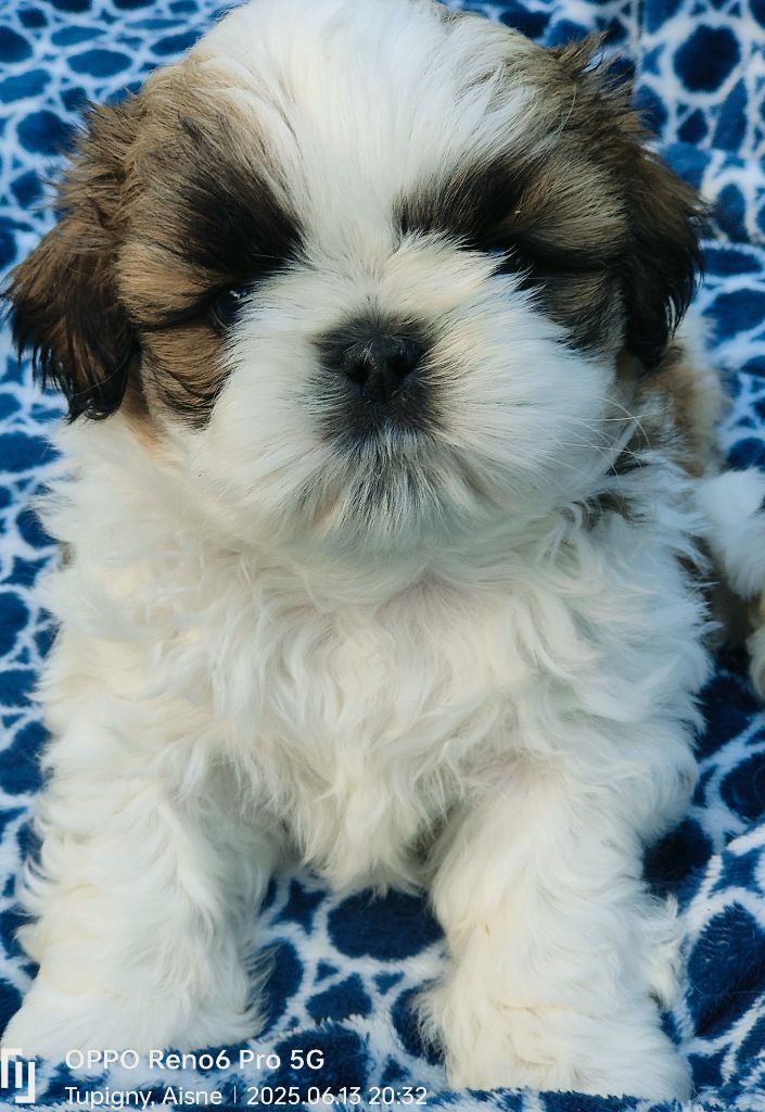 du temple des Mandarins - Chiots disponibles - Shih Tzu