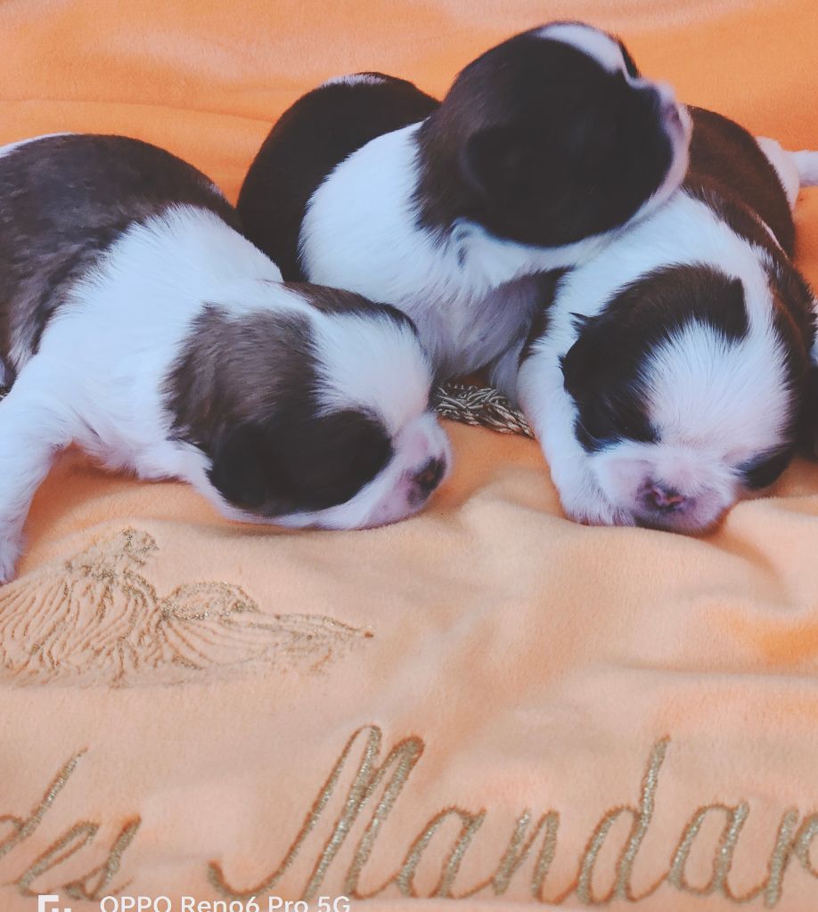 Chiot Shih Tzu du temple des Mandarins